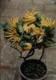 Flower Gardening